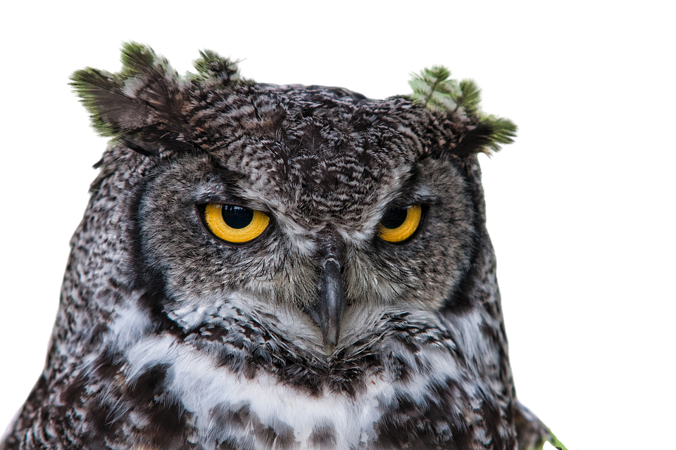 Owl PNG Image File