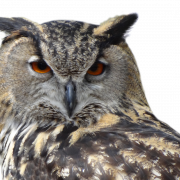 Owl PNG Images