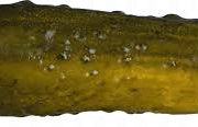 Pickle PNG Picture