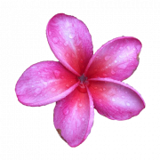 Pink Frangipani PNG Image