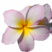 Pink Frangipani PNG Picture
