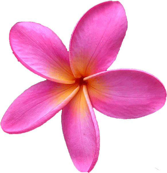 Pink Frangipani PNG