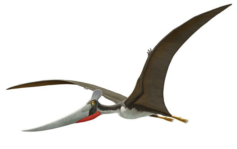 Pterosaurs PNG Download Image