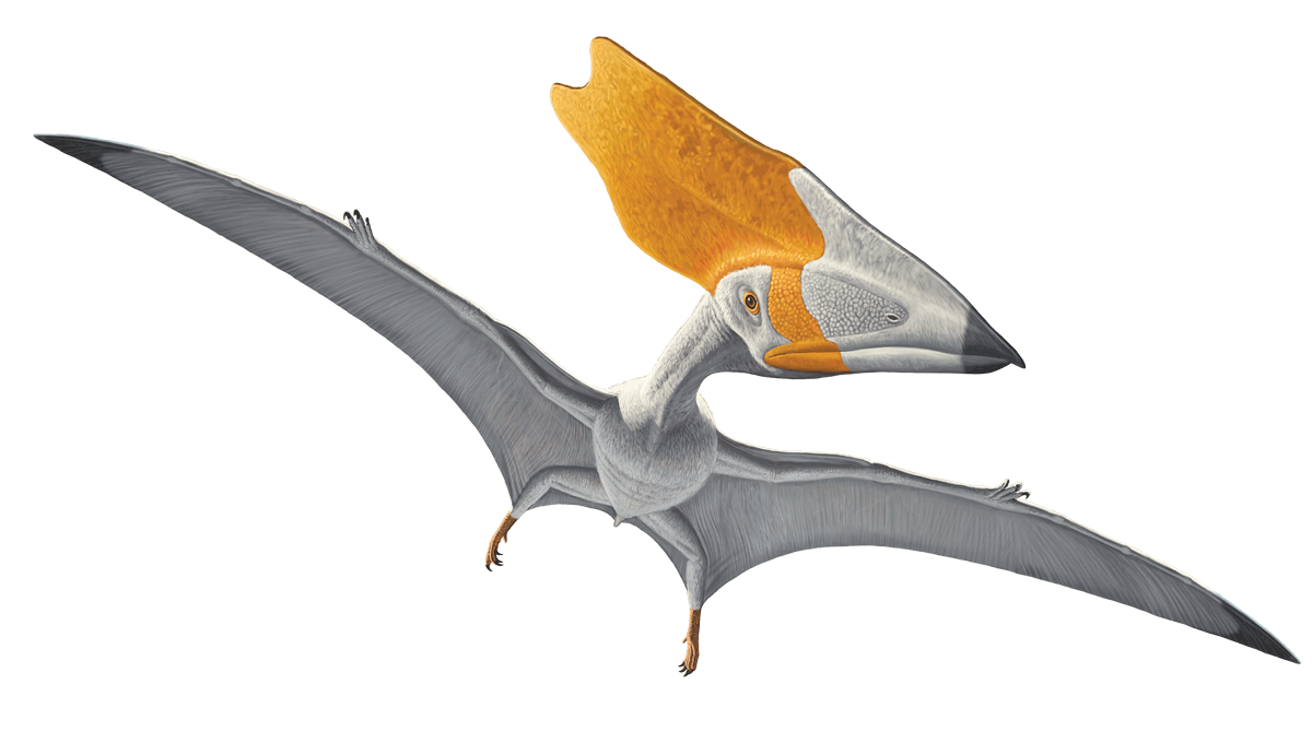 Pterosaurs PNG HD Image