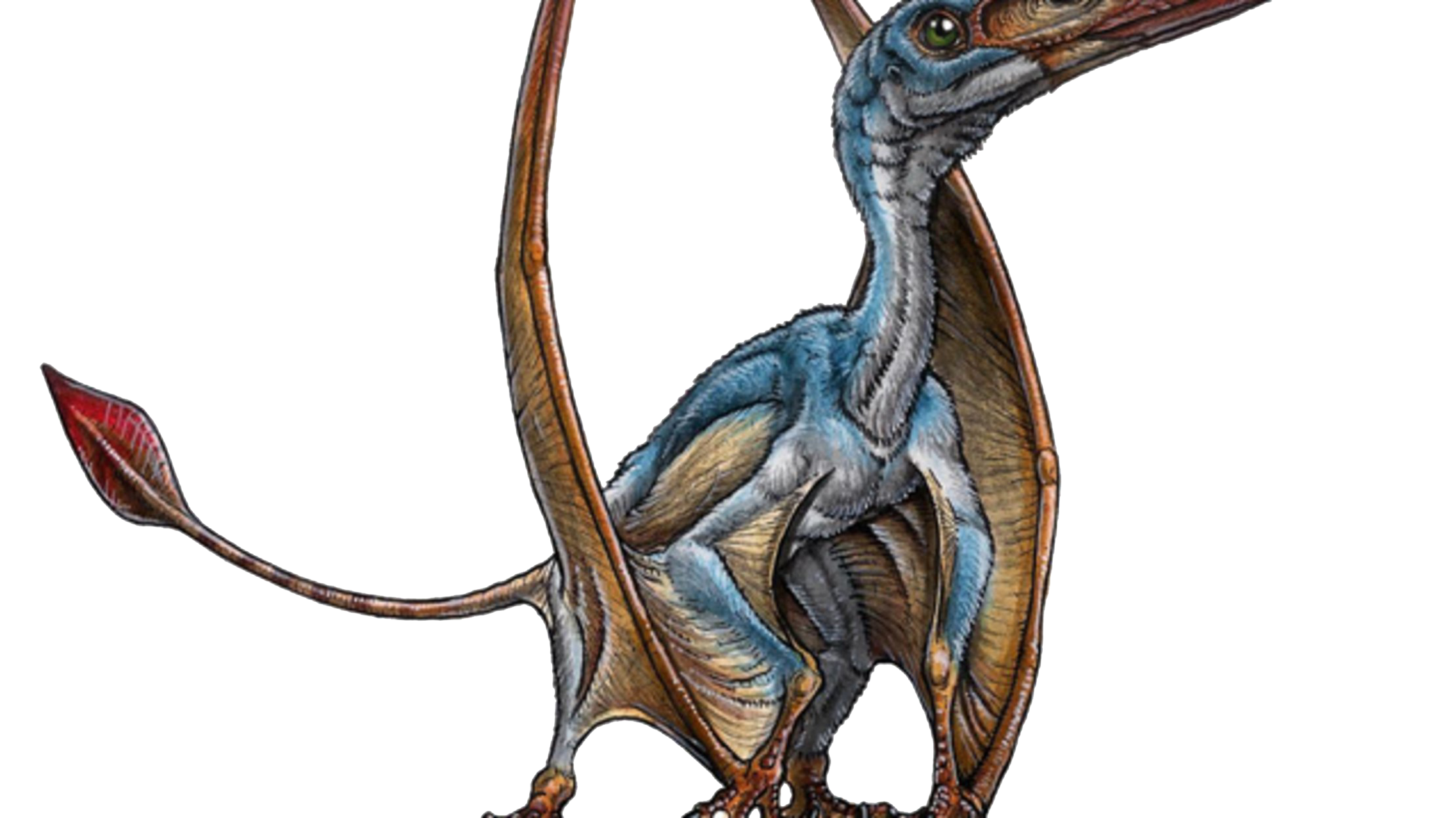 Pterosaurs PNG Photo