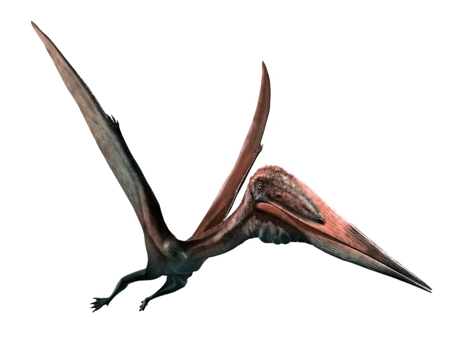 Pterosaurs PNG Picture