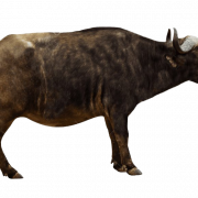 Echte bison PNG