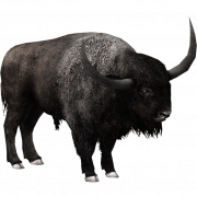 CLIPART REAL BISON PNG
