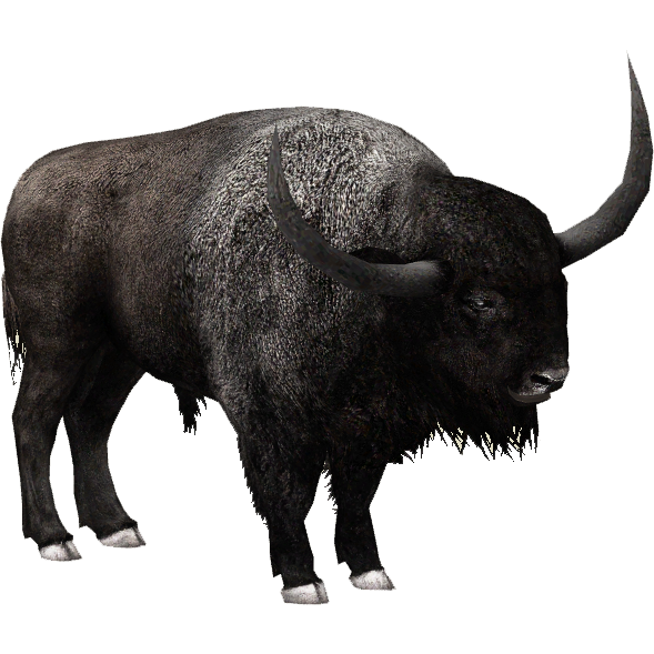Real Bison PNG Clipart