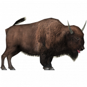 Download grátis de bisonte de bisonte real