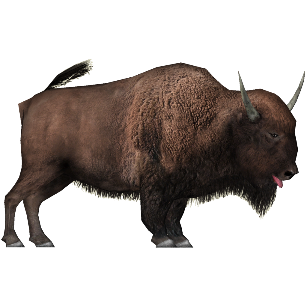 Real Bison PNG Free Download - PNG All | PNG All