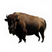 Real Bison PNG Image