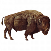 Real Bison PNG Picture