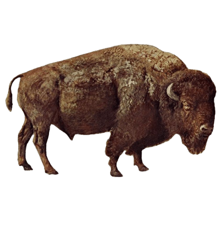 Echte bison png foto