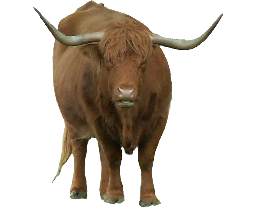 Transparan bison asli