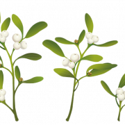 Real Mistletoe PNG Clipart