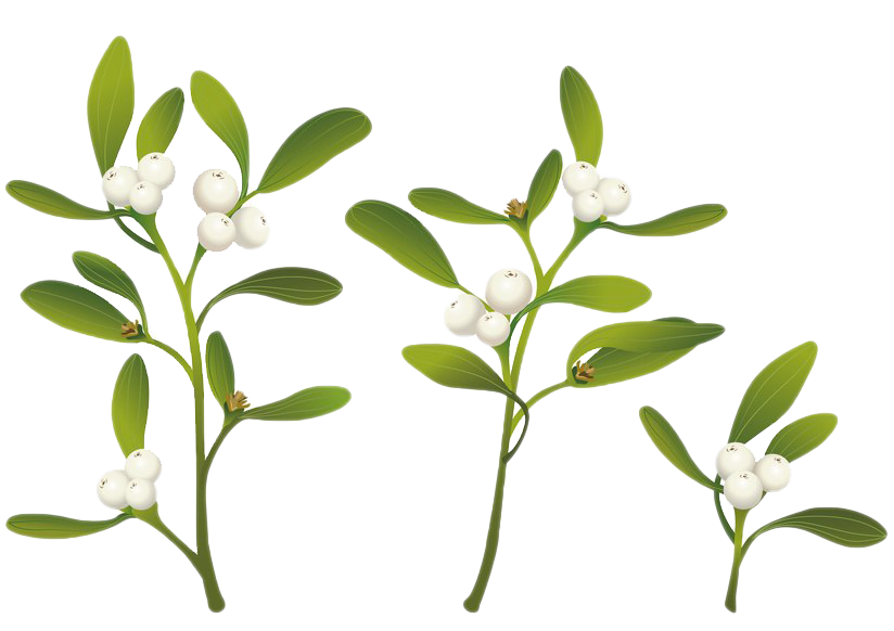 Real Mistletoe PNG Clipart