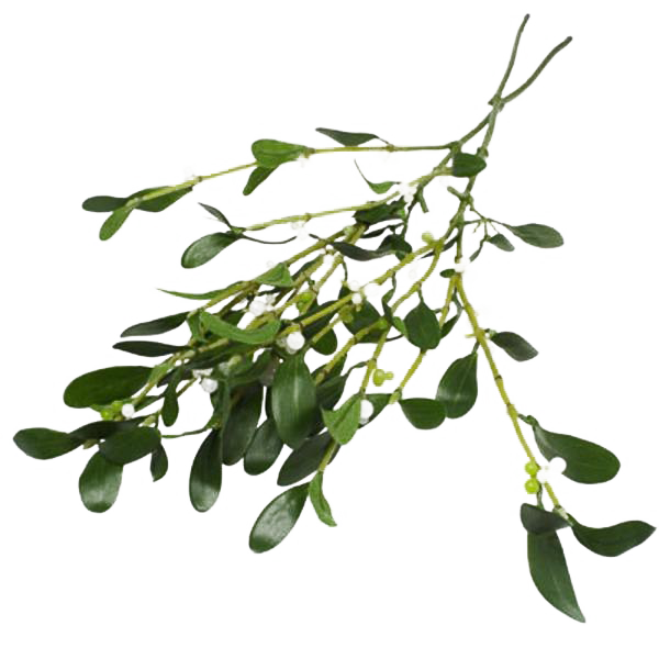 Real Mistletoe PNG