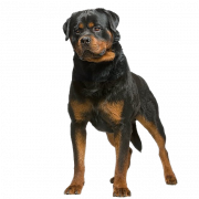 Rottweiler chien png clipart