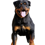 ROTTWEILER PNG Scarica immagine