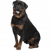 Arquivo Rottweiler png