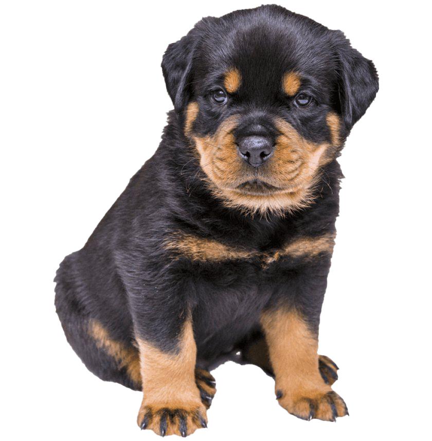 Rottweiler PNG File Download Free