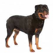Rottweiler PNG HD รูปภาพ