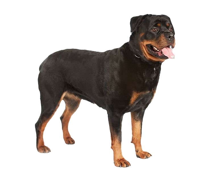 Rottweiler PNG HD Image