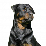 Rottweiler PNG High Quality Image