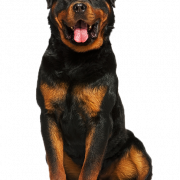 Rottweiler PNG Image HD