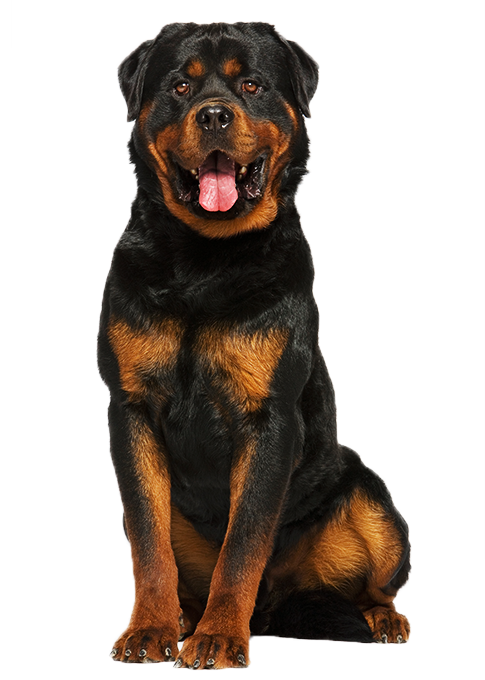 Rottweiler PNG Image HD