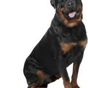 Immagini ROTTWEILER PNG