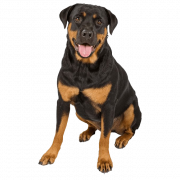 Rottweiler PNG Photo