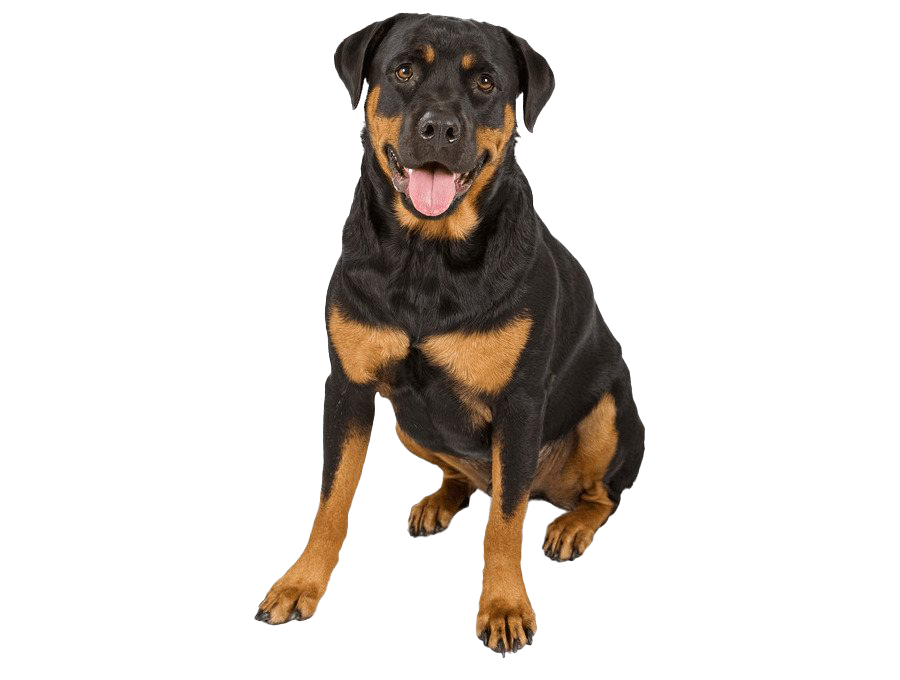Rottweiler PNG Photo
