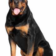 ROTTWEILER PNG PATOLE