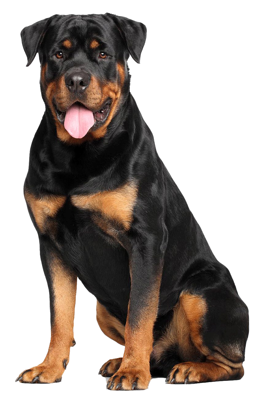 Rottweiler PNG Picture