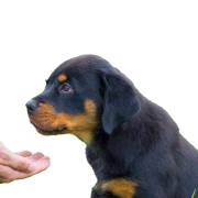 Rottweiler chiot PNG