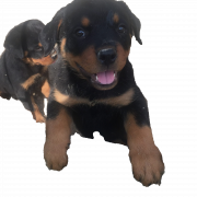 ROTTWEILER CUPPY PNG Clipart
