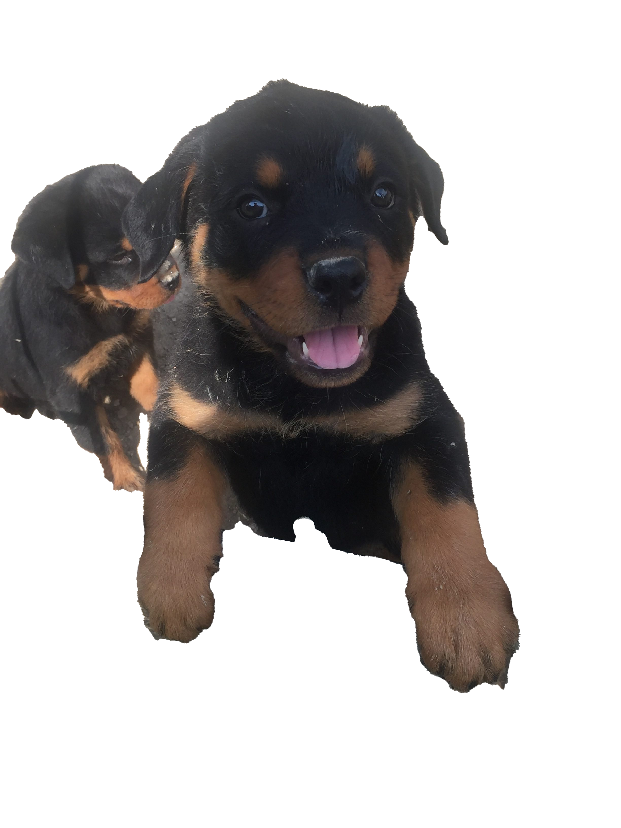 Rottweiler chiot png clipart