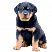 Rottweiler puppy png libreng pag -download