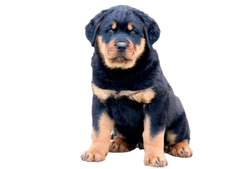 Rottweiler Puppy PNG Free Download