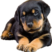 Rottweiler Puppy PNG รูปภาพฟรี