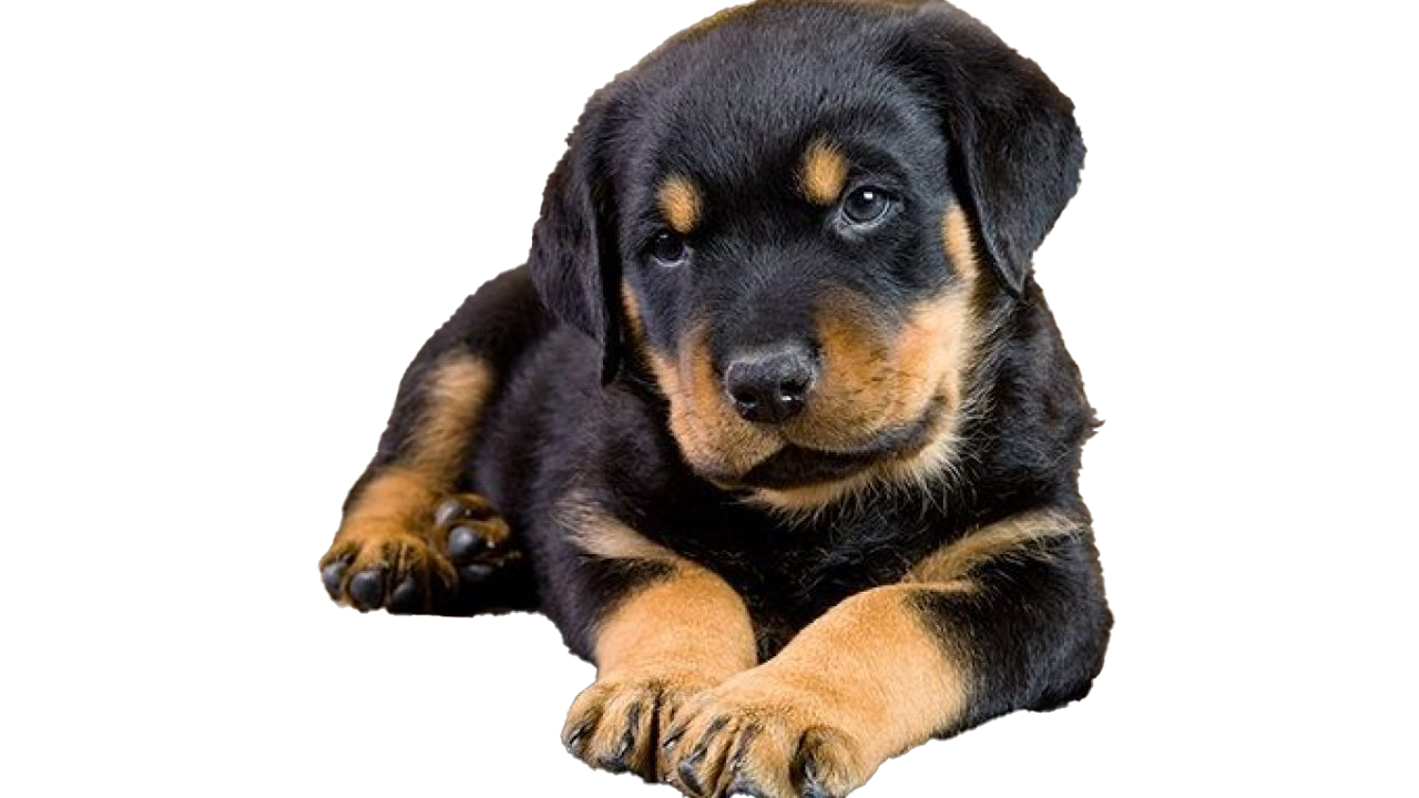 Rottweiler Puppy Png бесплатное изображение