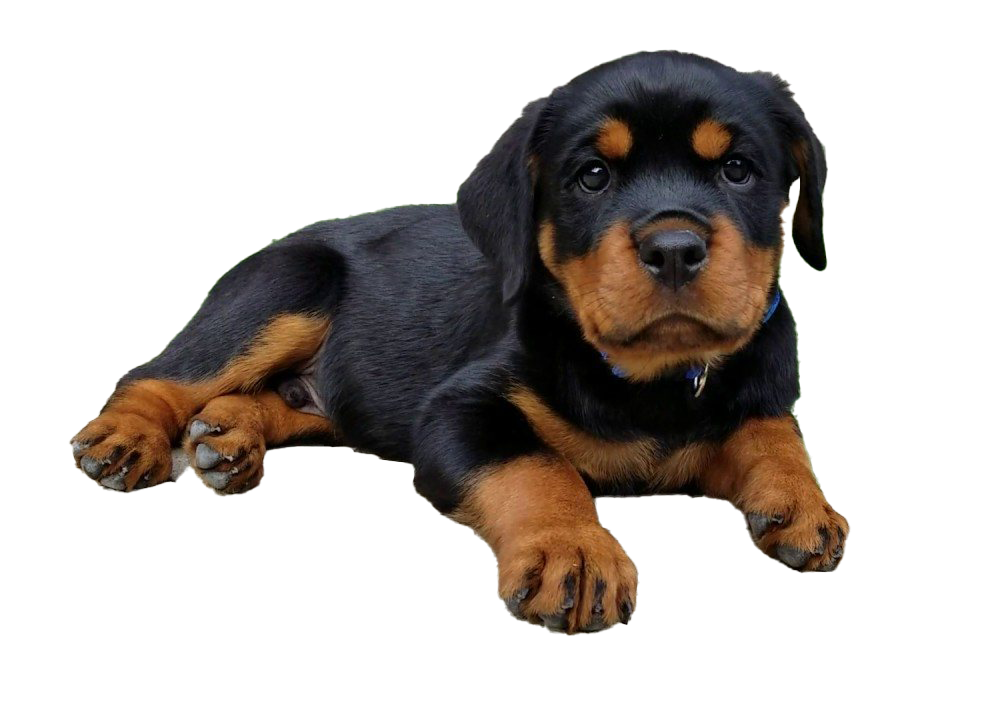 Rottweiler Puppy PNG Image