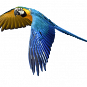 Single Flying Bird PNG