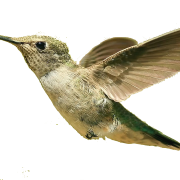 Single Flying Bird PNG Free Download