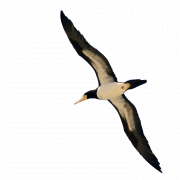 Single Flying Bird PNG Free Image