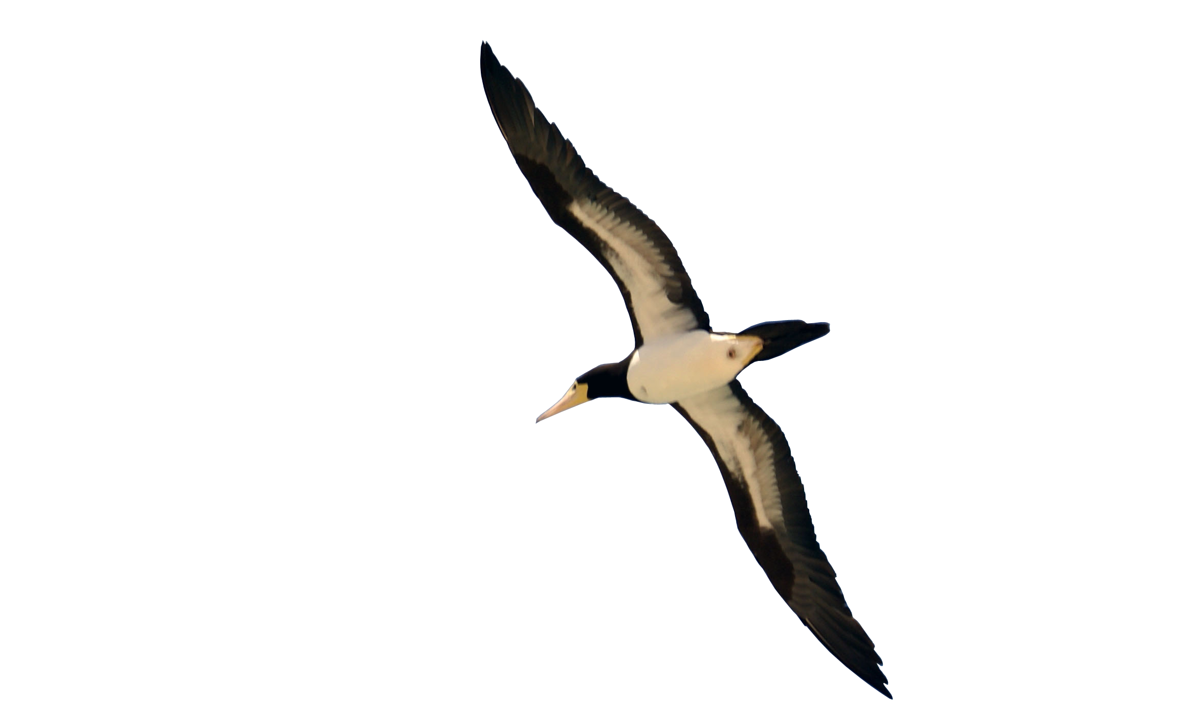 Singolo uccello volante png immagine gratuita
