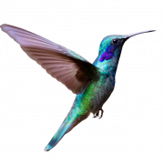 Single Flying Bird PNG HD Image