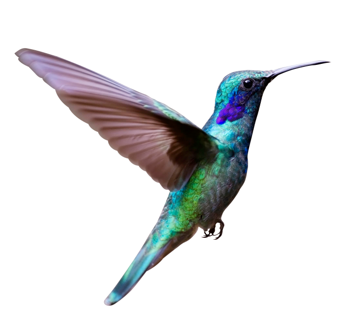 Imagem HD PNG HD de pássaro voador único